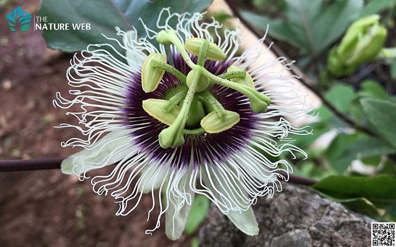 Edible Passion Flower